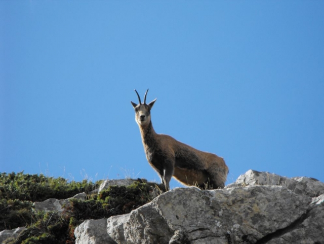  Avistamos uma cabra montanhesa 